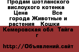 Продам шотланского вислоухого котенка › Цена ­ 10 000 - Все города Животные и растения » Кошки   . Кемеровская обл.,Тайга г.